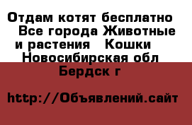 Отдам котят бесплатно  - Все города Животные и растения » Кошки   . Новосибирская обл.,Бердск г.